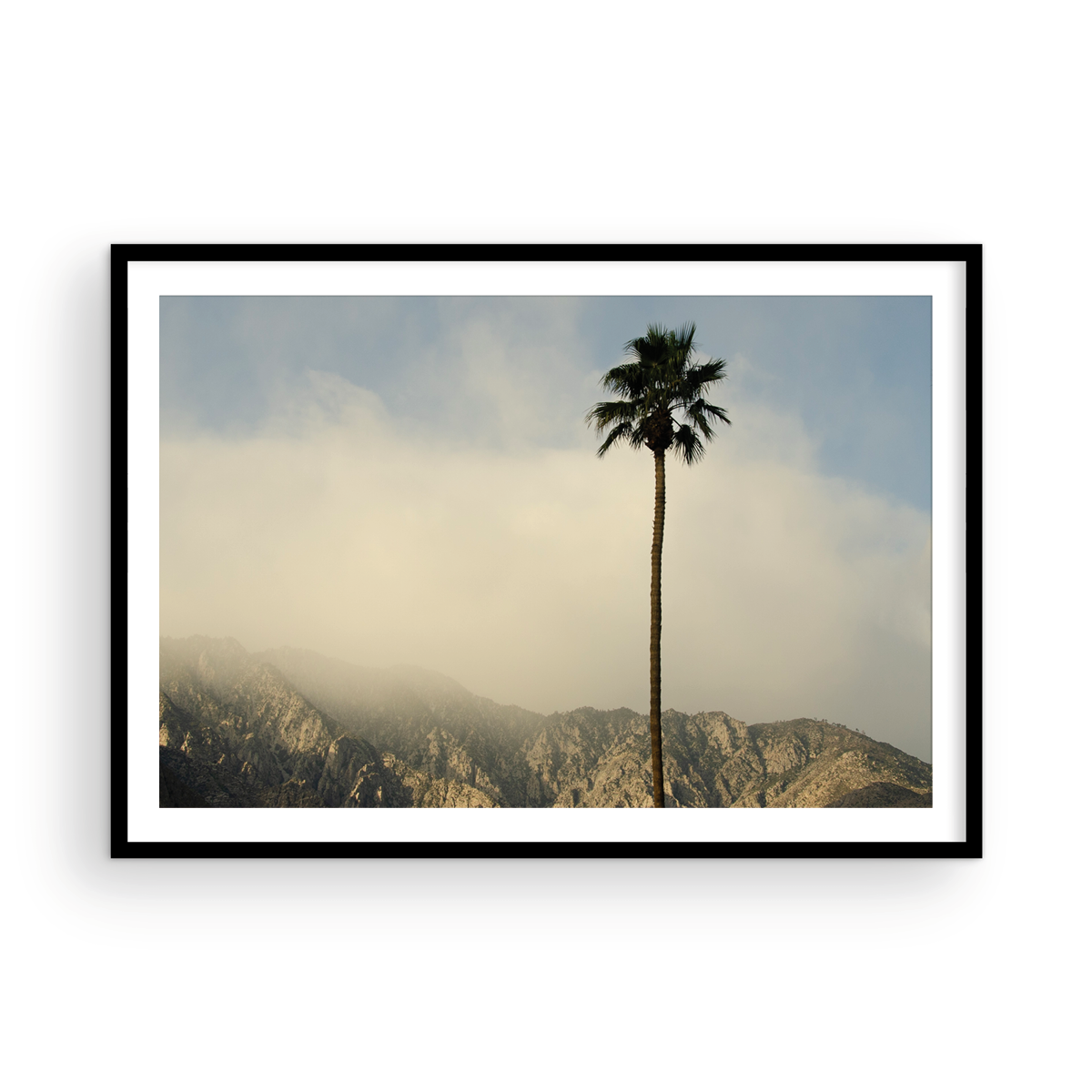 San Jacinto Mountains Palm