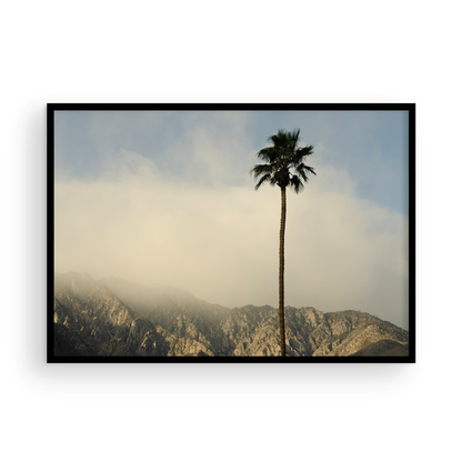 San Jacinto Mountains Palm