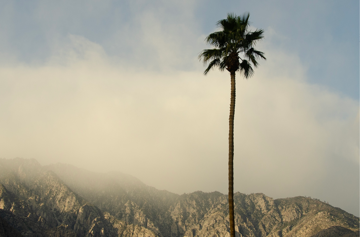 San Jacinto Mountains Palm