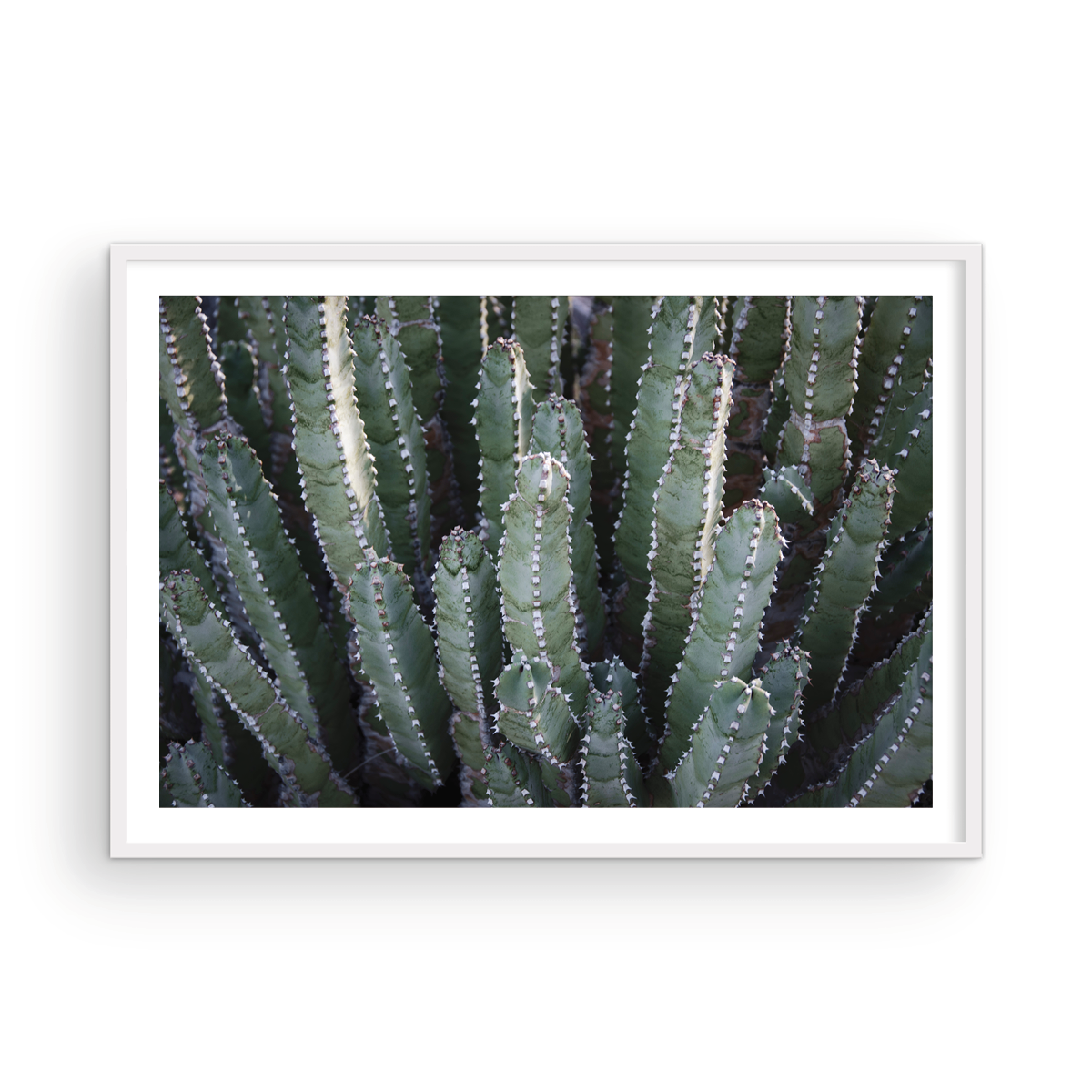 Abstract Desert Cactus