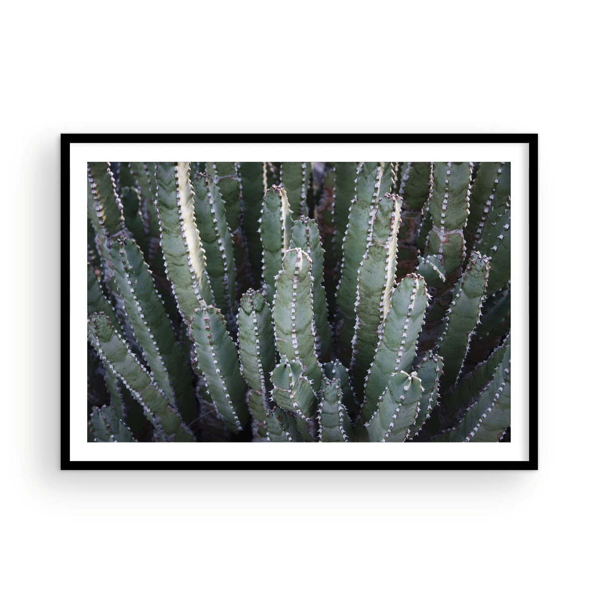 Abstract Desert Cactus