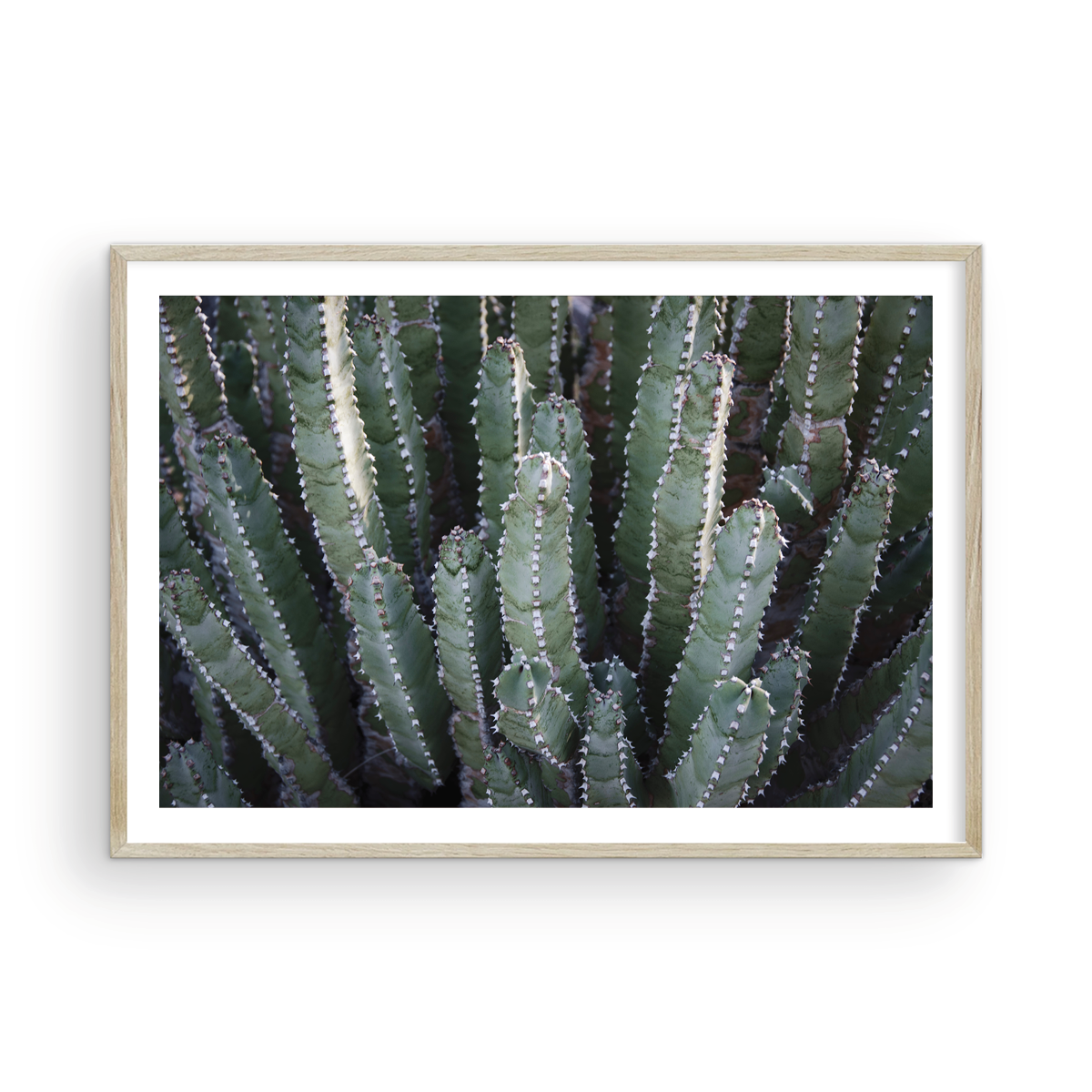 Abstract Desert Cactus