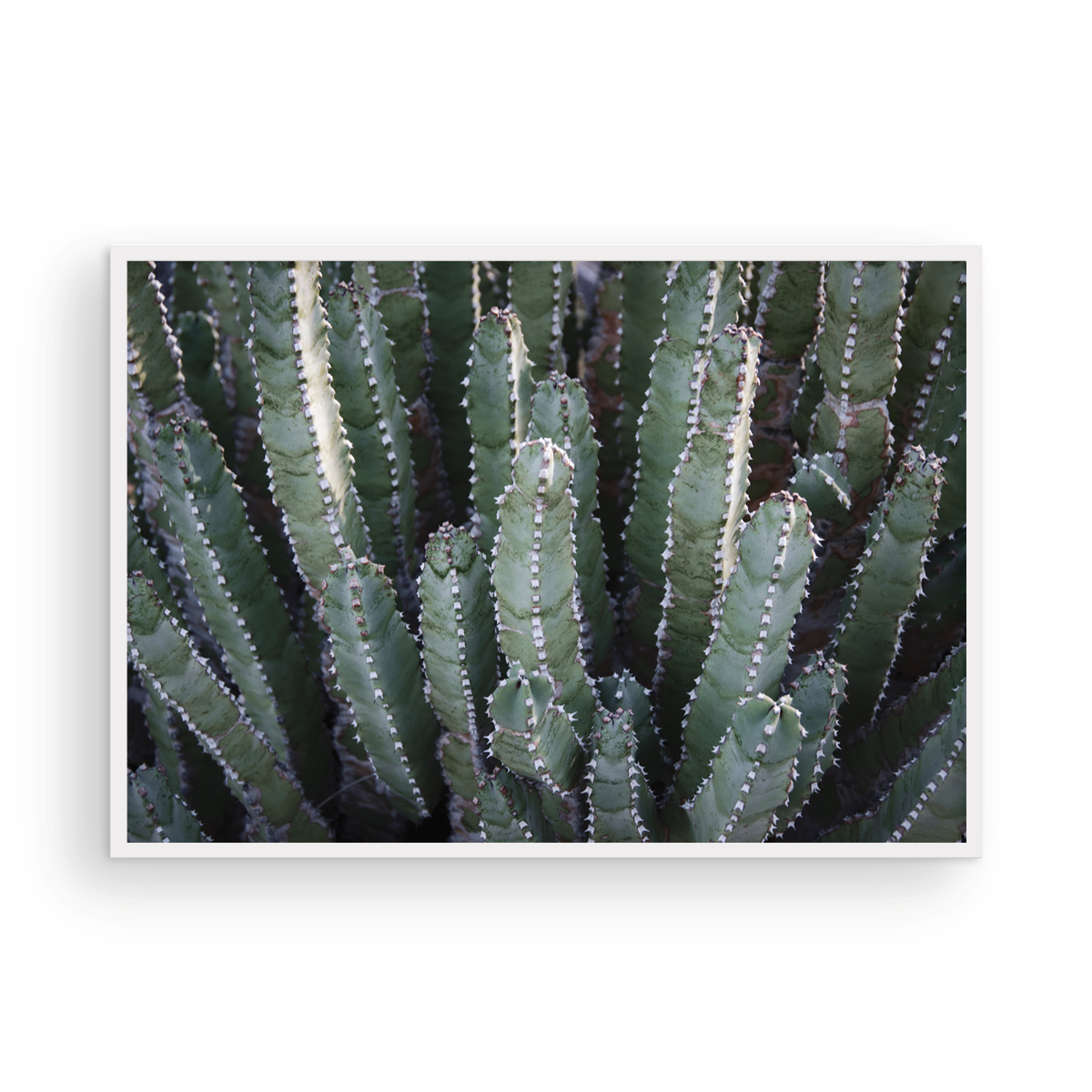 Abstract Desert Cactus