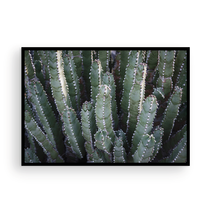 Abstract Desert Cactus