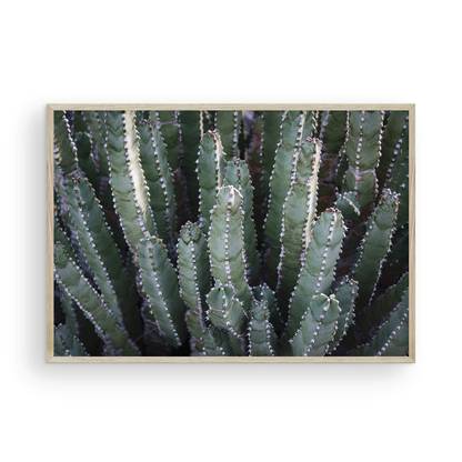 Abstract Desert Cactus