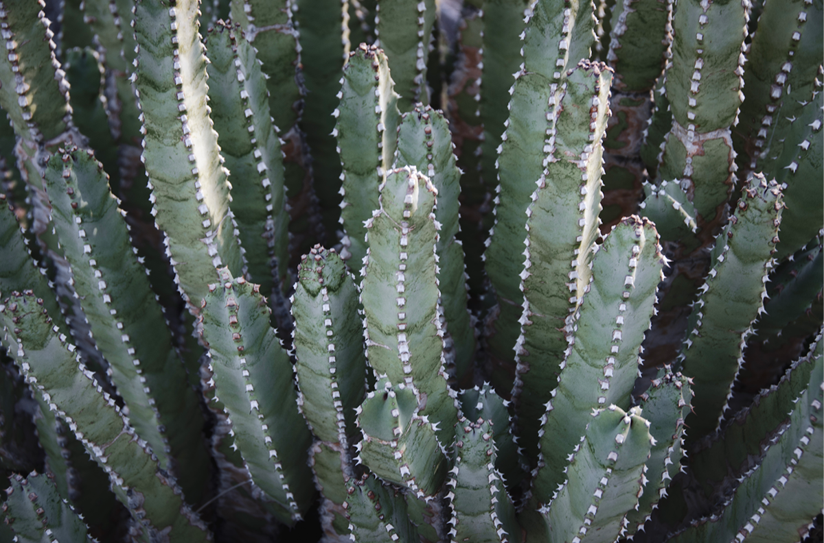 Abstract Desert Cactus