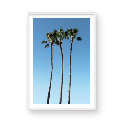 Palms