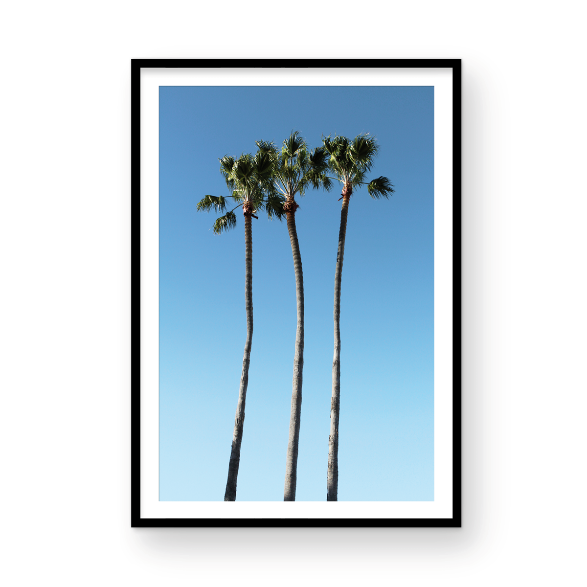 Palms