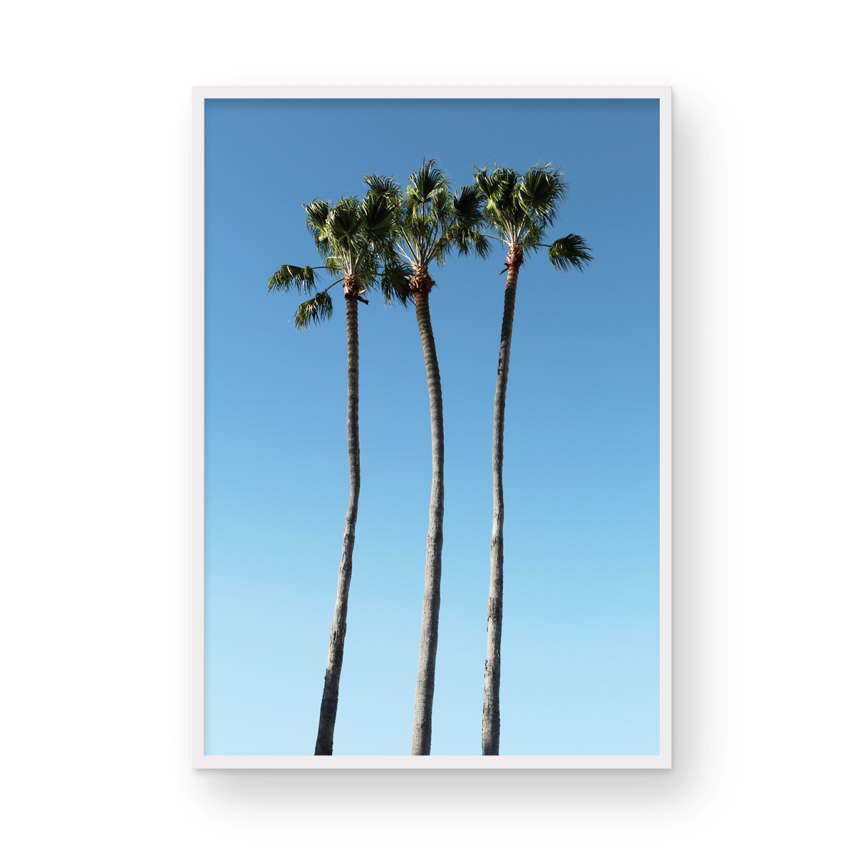 Palms