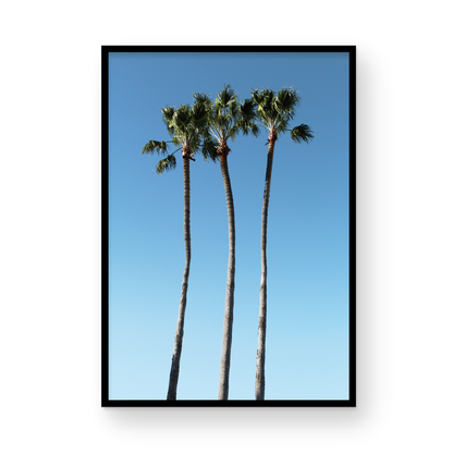 Palms