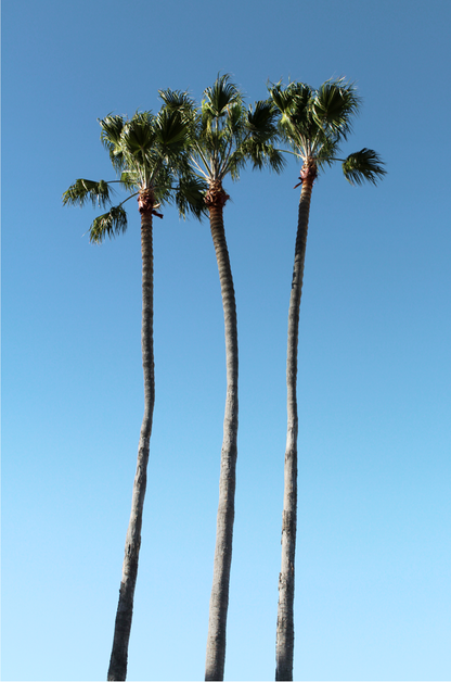 Palms