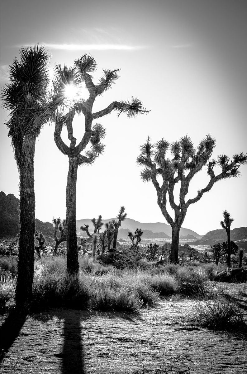 Josh Tree vertical Monochrome