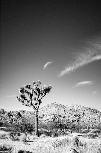 Josh Tree vertical 2 Monochrome