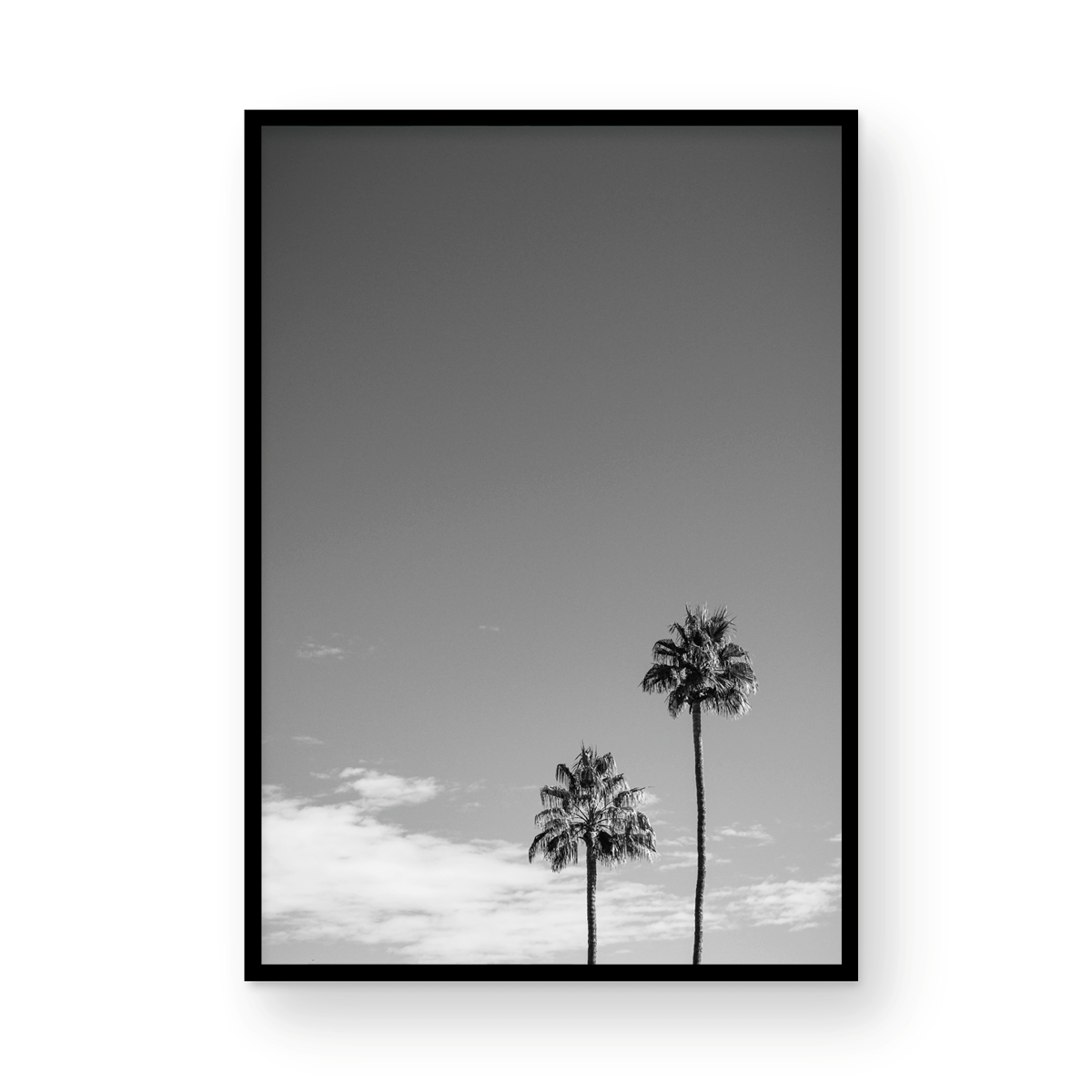 Palms of Palm Springs Monochrome