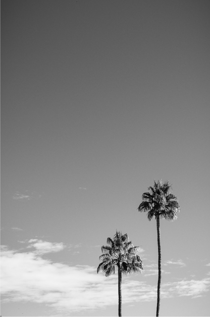 Palms of Palm Springs Monochrome