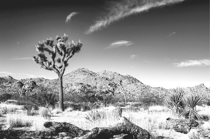 Joshua Mountain Monochrome