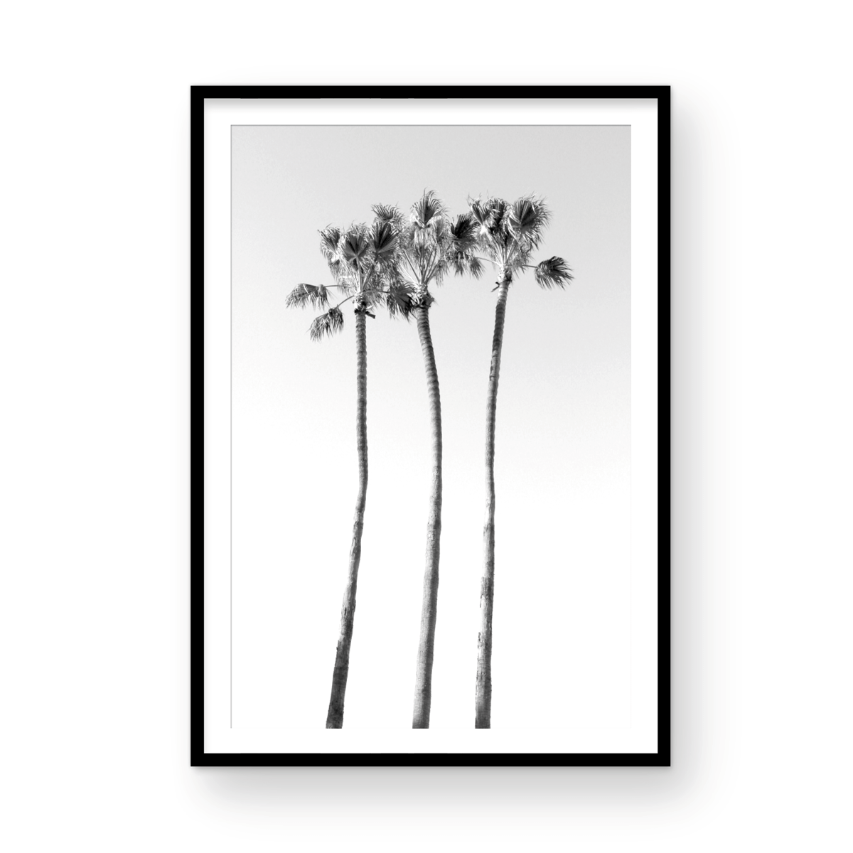 Palms Monochrome