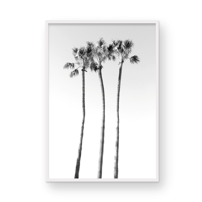 Palms Monochrome