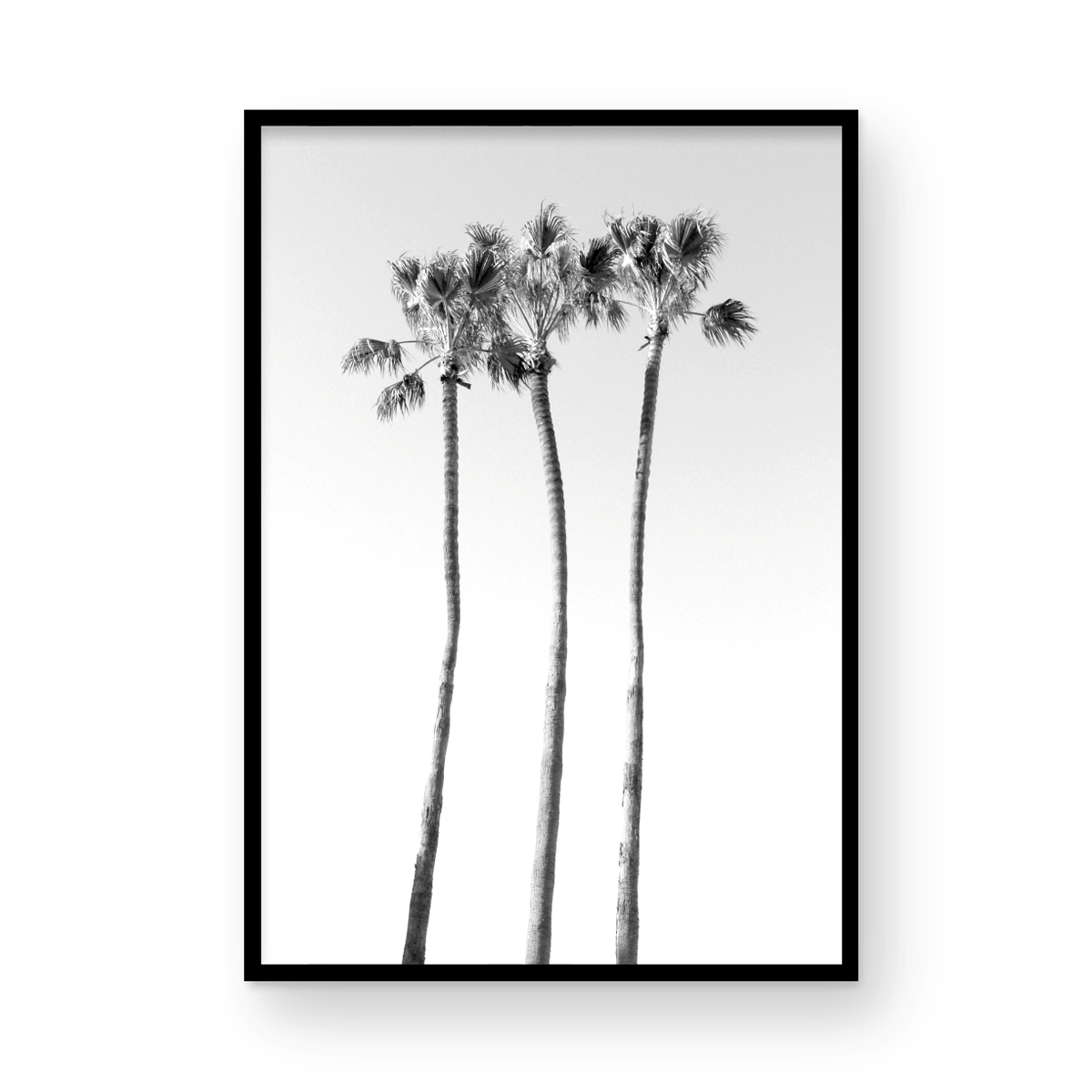 Palms Monochrome