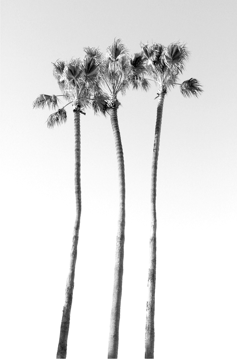 Palms Monochrome