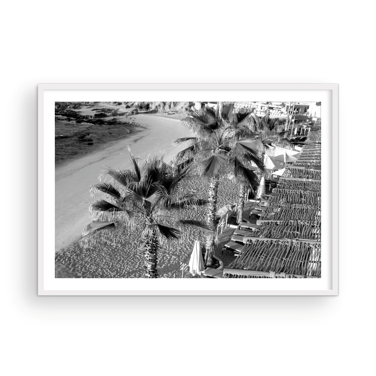 Cabo Palm Monochrome