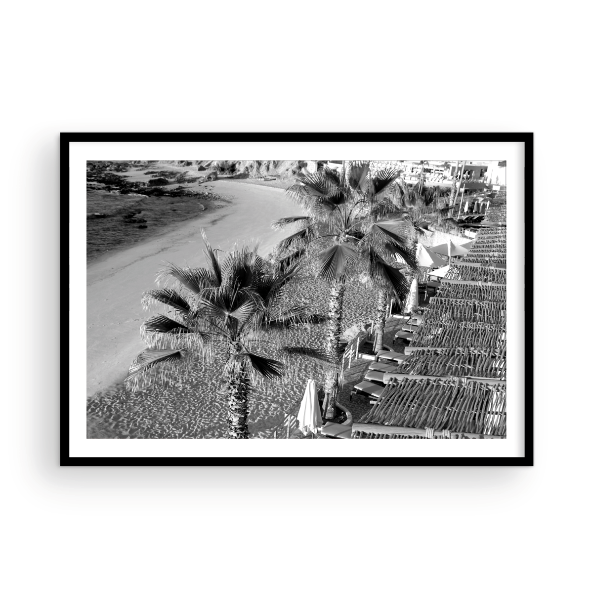 Cabo Palm Monochrome