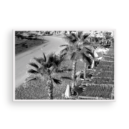 Cabo Palm Monochrome