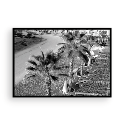 Cabo Palm Monochrome