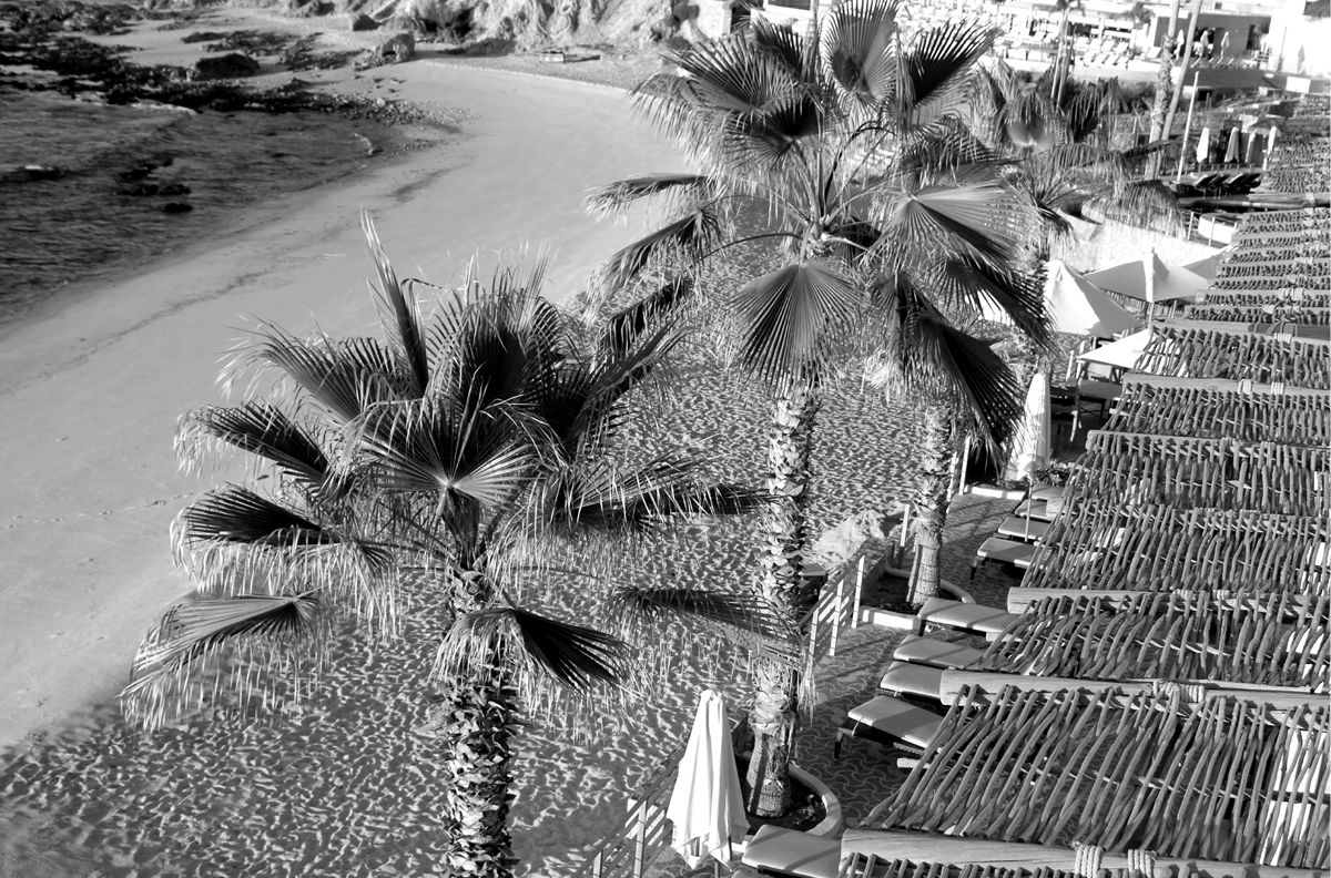 Cabo Palm Monochrome