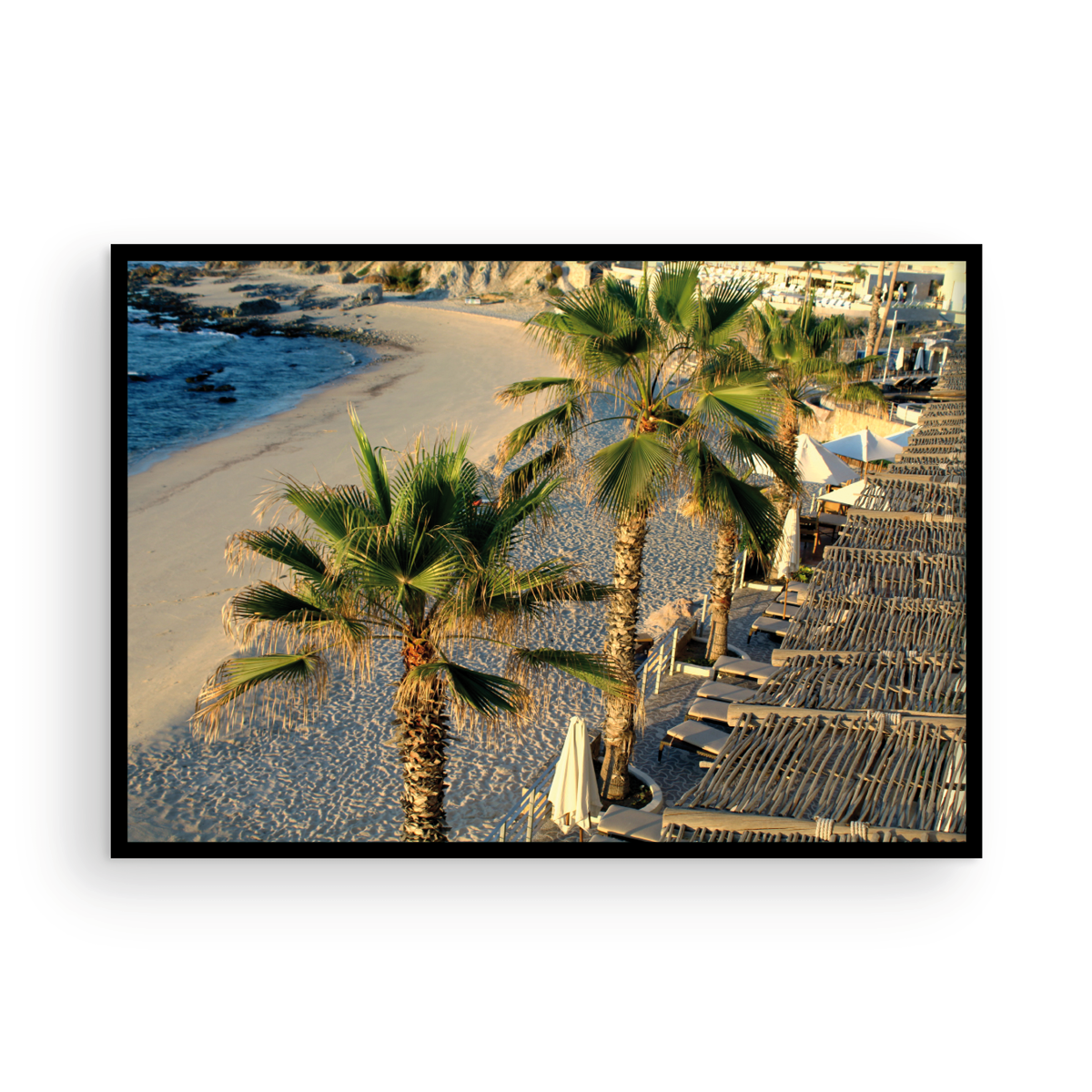 Cabo Palm