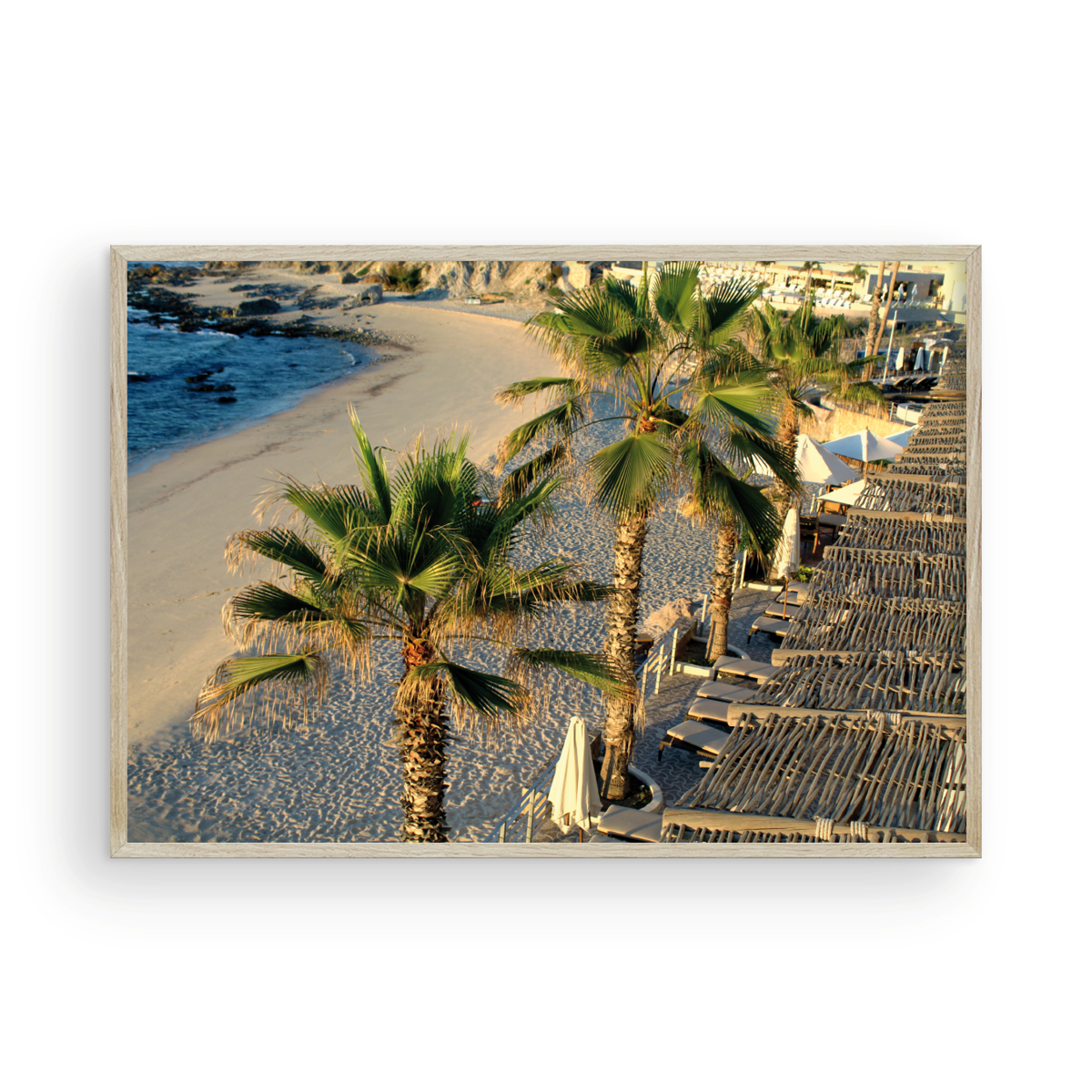 Cabo Palm