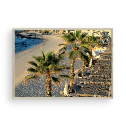 Cabo Palm