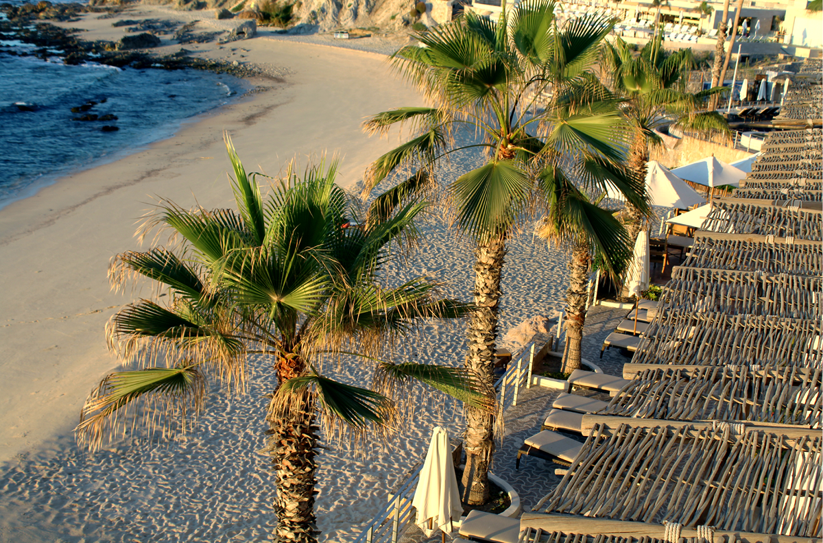 Cabo Palm