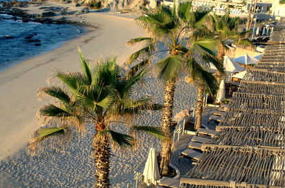 Cabo Palm