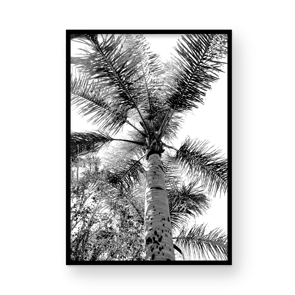 Find me under the palms Monochrome