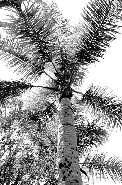 Find me under the palms Monochrome