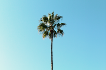 Horizontal Palm