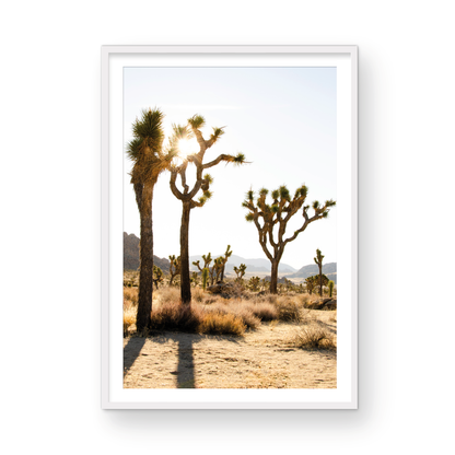 Joshua Tree