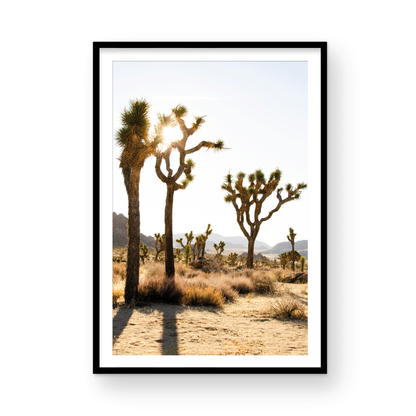 Joshua Tree