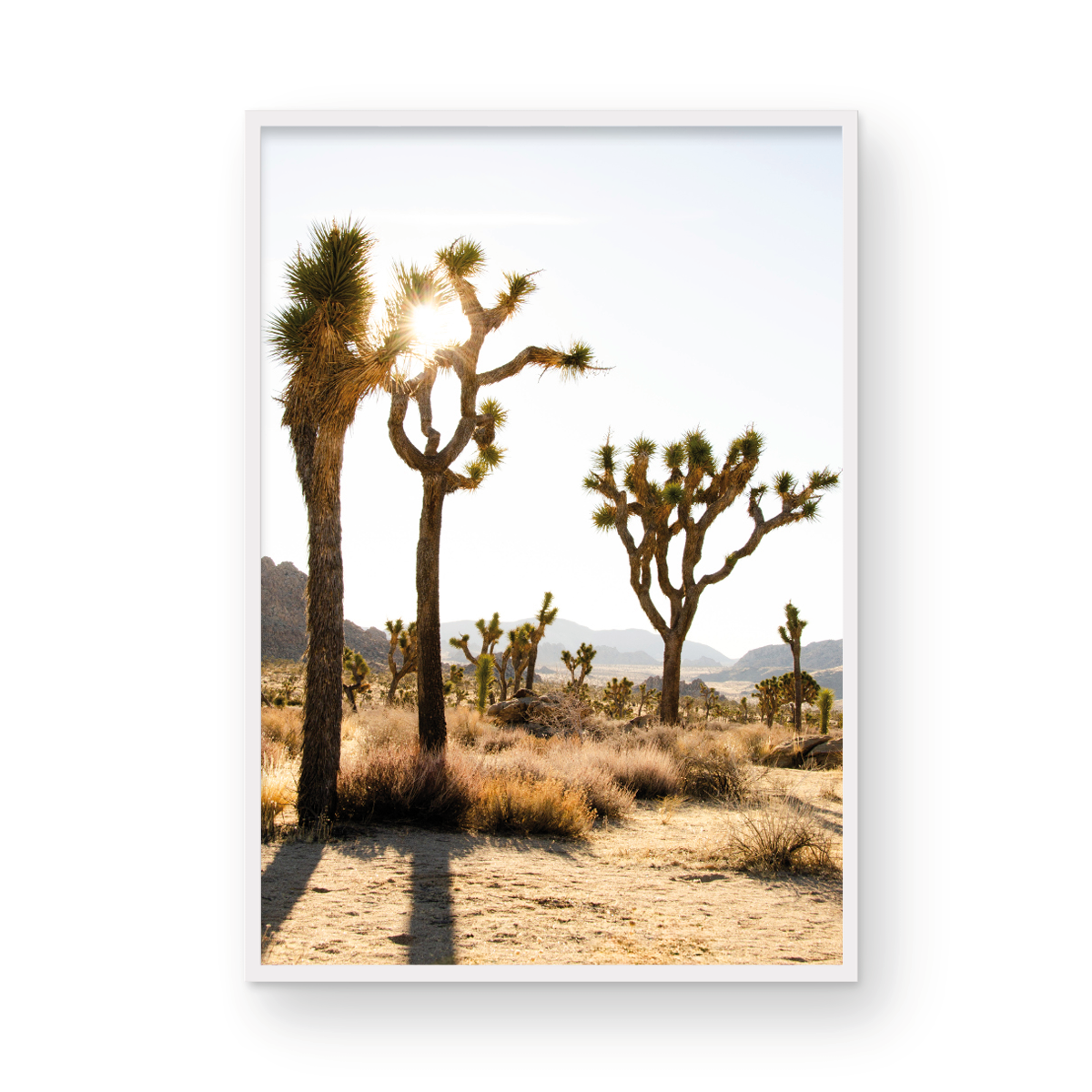 Joshua Tree