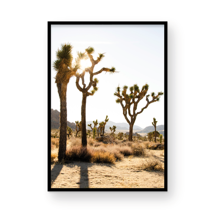 Joshua Tree