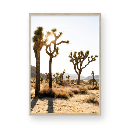 Joshua Tree