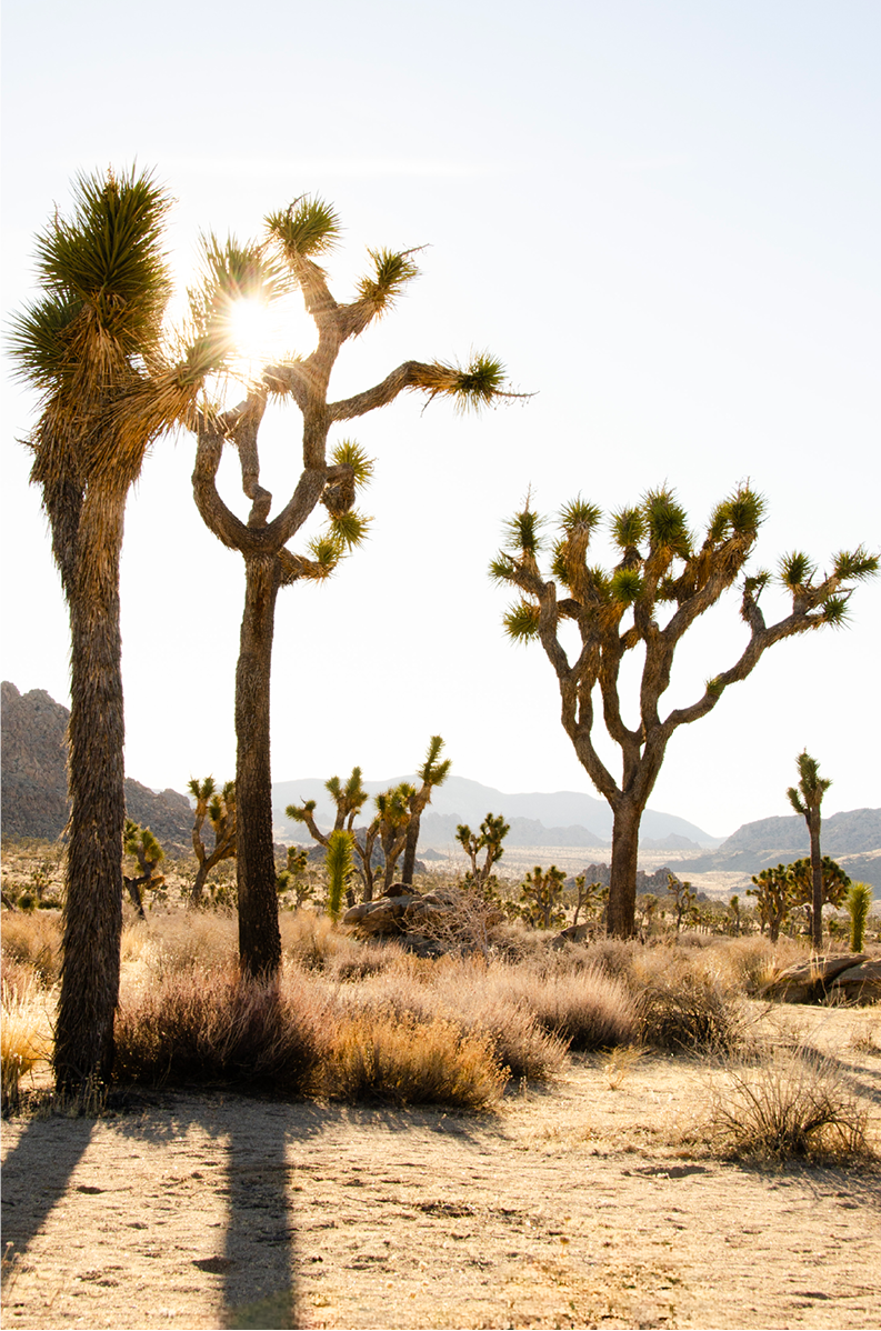 Joshua Tree