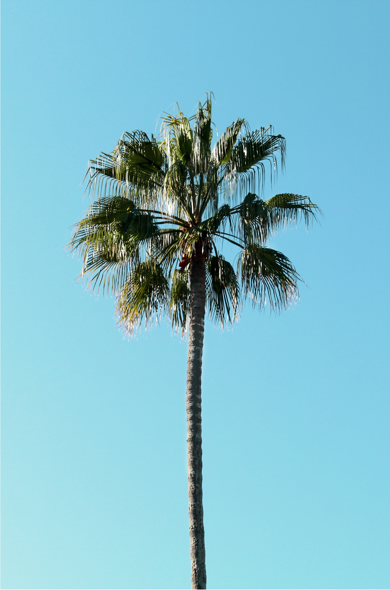 Vertical Palm